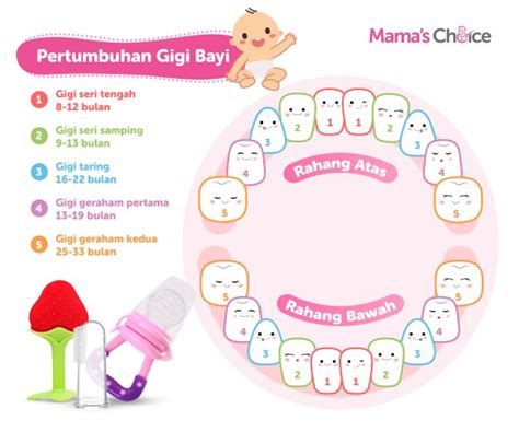 Ciri Tumbuh Gigi Pada Bayi Perumperindo Co Id