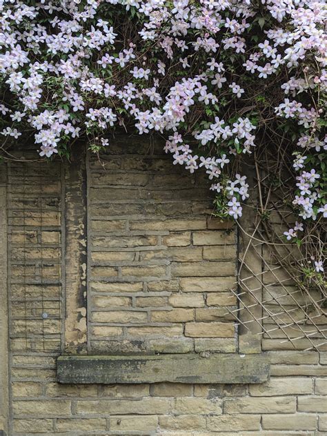 Clematis for Shade: The Best Shade Tolerant Varieties — Meadowlark Journal