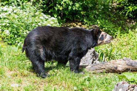 12 Largest Bear Species in the World