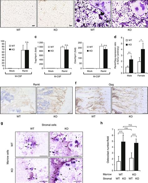 Atoh8 Deficient Bone Exhibits A Higher Ranklopg Expression Ratio And Download Scientific