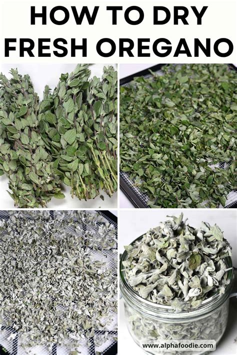 how to dry oregano 3