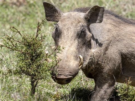 Abbandoni Il Facocero Il Aethiopicus Del Phacochoerus Il Parco