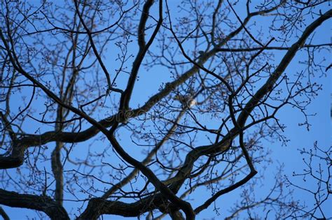 Quercus Robur Tree Grows in March. Berlin, Germany, Europe. Stock Photo ...