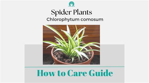 Beginner's Guide: How to Care for your Spider Plant (Chlorophytum ...