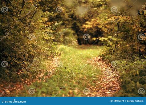 Blurred Autumn Forest Landscape Stock Photo - Image of autumnal, forest ...