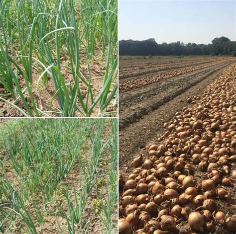 Onion Cultivation Income Project Report Yield Profits Agri Farming