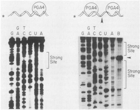 Dnase I Footprint Analysis Demonstrates That Pga Is Binding