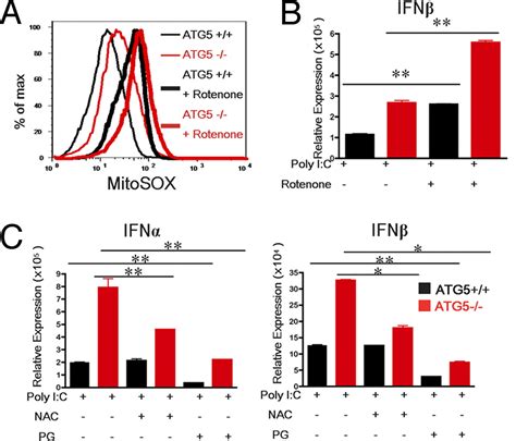 Absence Of Autophagy Results In Reactive Oxygen Species Dependent