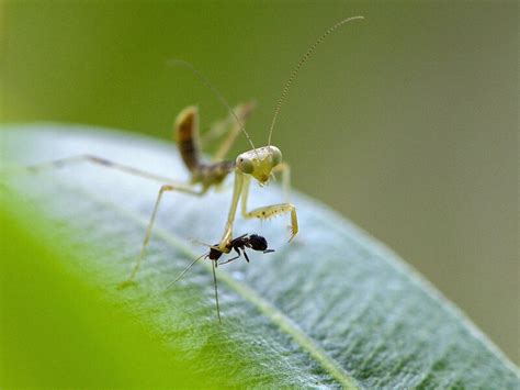 Do Praying Mantis Eat Plants