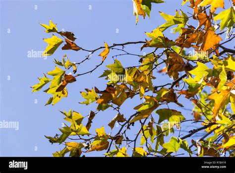 Sycamore Trees Leaves Bark Types Identification Guide Off