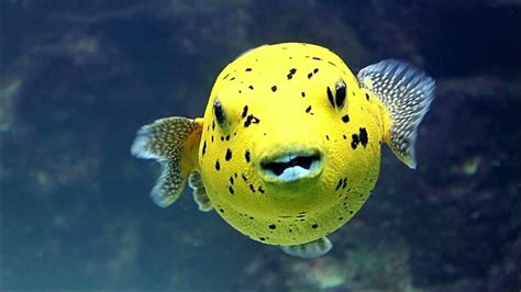 Facts The Dogface Puffer Blackspotted Puffer Youtube