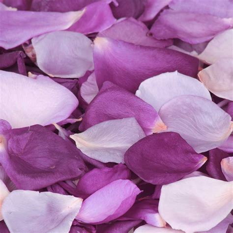 Purple Impression Rose Petal Confetti Cannon - mixed purple petals ...