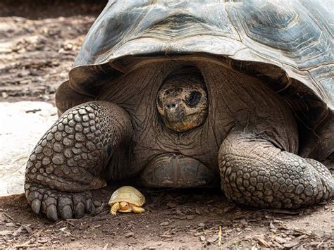 Une tortue géante des Galapagos albinos est née dans un zoo Sciences