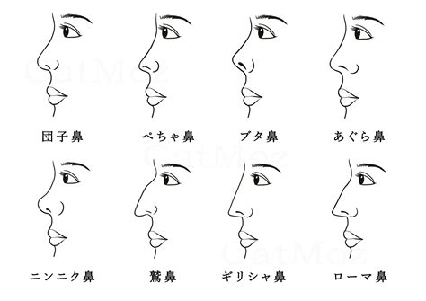 Catmoz あなたの鼻のタイプはどっち？8種類の鼻の形を詳しい説明！ キャットモズ⁠