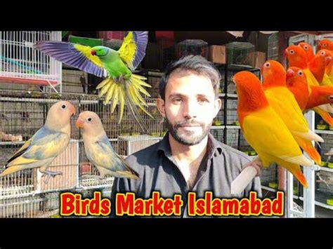 Visit To Islamabad Birds Bazar H 9 Latest Birds Prices Decino