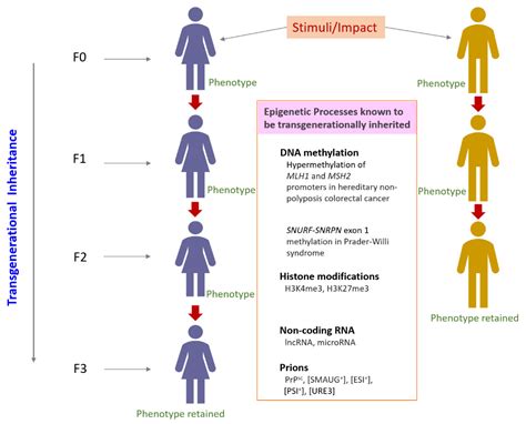 JDB Free Full Text Do Transgenerational Epigenetic Inheritance And