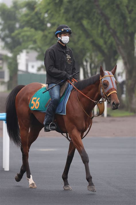 【函館2歳s】初陣7馬身差vのサトノカルナバルは5枠7番 初戦がノーステッキ完勝のエンドレスサマーは1枠1番 枠順決定 写真1