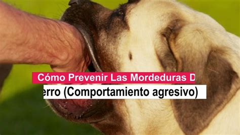 Cómo Prevenir Las Mordeduras De Perro Comportamiento agresivo YouTube