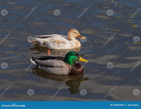 Leucistic Albino Mallard Duck In The Flock Of Usual Mallard Ducks Stock