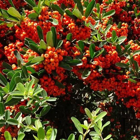 Pyracantha vente arbre et arbuste Pépinières Naudet