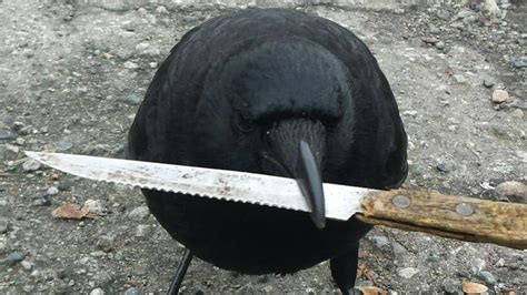 Canuck The Crow Gets International Notoriety For Stealing Knife From