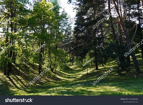 7651 Grass Forest Ravine Images Stock Photos And Vectors Shutterstock