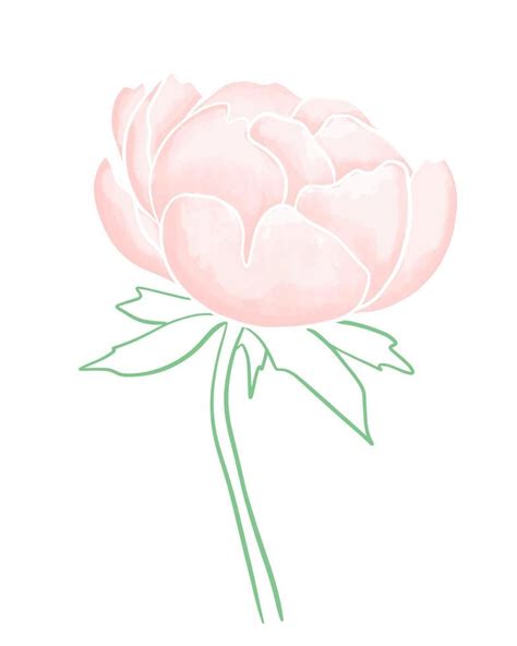 Gently pink peony watercolor vector illustration 10755719 Vector Art at ...