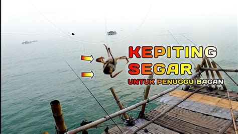 Wajib Coba Dapat Anakan Kepiting Wajib Coba Jadiin Umpan Hasilnya