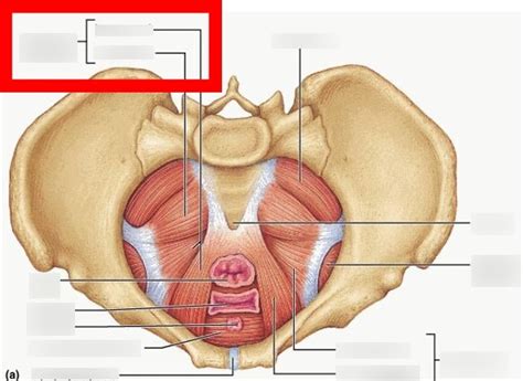 Pelvic Floor Muscles Diagram Quizlet