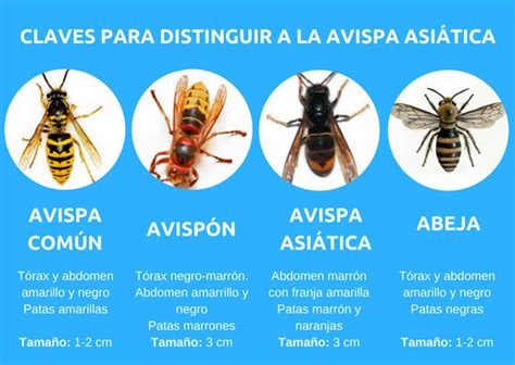 C Mo Diferenciar A La Avispa Asi Tica De Las Comunes Eltiempo Es