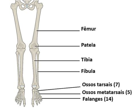 Membro inferior ossos e músculos Toda Matéria