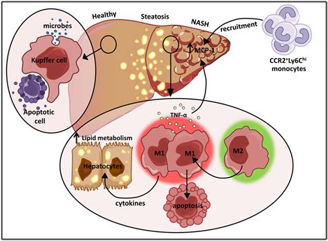 Frontiers Ontogeny And Polarization Of Macrophages In Inflammation