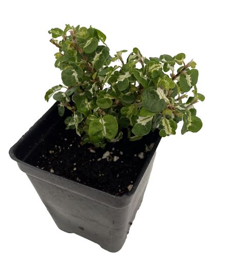 All Plants & Flowers Indoors & OutFicus Pumila: Easy Care Tips for a