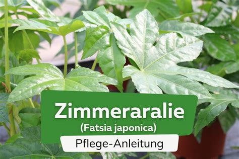 Descubre Los Cuidados De La Planta De Interior Aralia Y La Fatsia