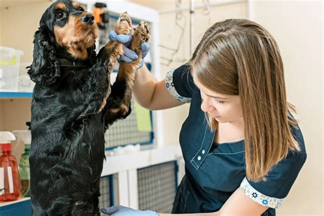 5 sinais no seu pet de que é hora de procurar um veterinário