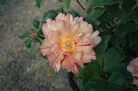 The Sonoma Kaleidoscope Peony Adelman Peony Gardens