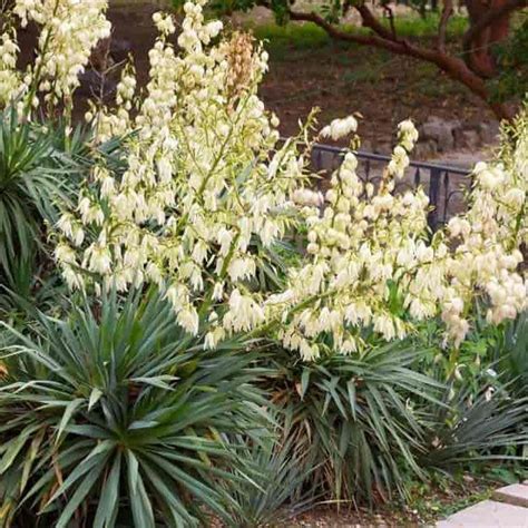 Yucca Filamentosa D And M Garden Centre