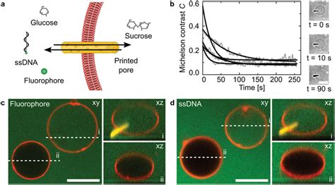 3d Laser Printing Of A Transmembrane‐spanning Pore Across The Guv Download Scientific Diagram