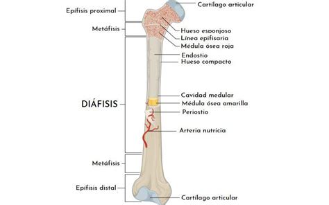 Di Fisis Qu Es Composici N Funciones Y Fracturas