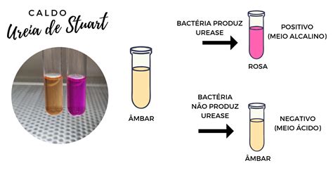 Bacteriologia Humana