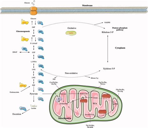 The Lipid Metabolism Process Fa Enters The Cell Through Cd Fa Is