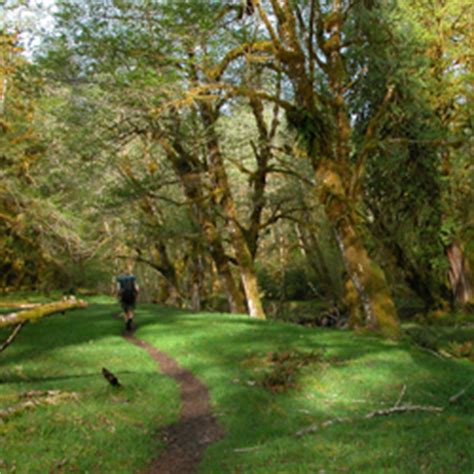 Hoh River Trail - Olympic National Park (U.S. National Park Service)