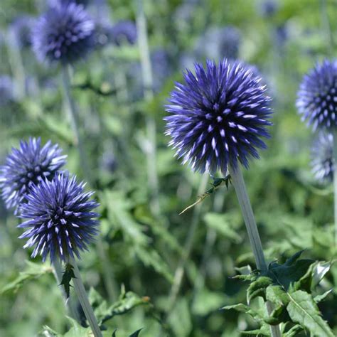 Globe Thistle Seeds - Echinopa Ritro Globe Thistle Flower Seed