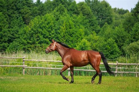 Irish Sport Horse Breed Profile