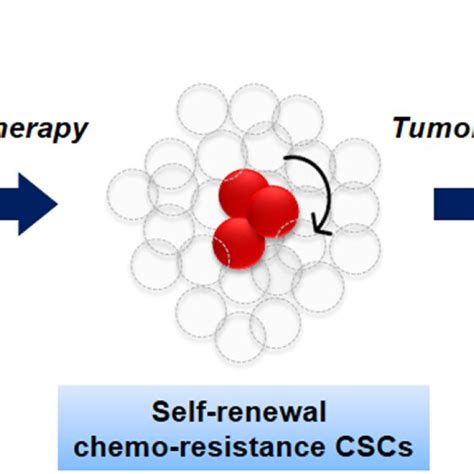 The Biology Of Cancer Stem Cells Cscs Cscs Red Self Renew And