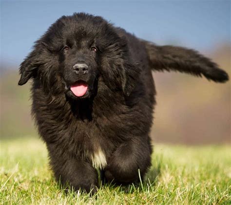 Newfoundland: Gentle giant, protective instincts, good with kids