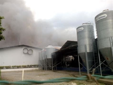 36 mil gallinas ponedoras murieron en incendio en Pérez Zeledón