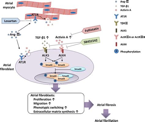 Apart from the well known TGFβ1 ALK5 signaling pathway the activation