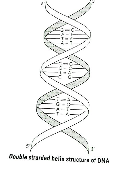 Double Helix Model Labeled