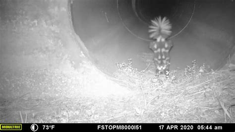 Video: Skunk does handstand, 'dances' in front of wildlife camera ...